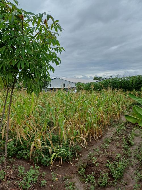 Rumah Rumah Baru Green Valley Bogor di Bogor Utara